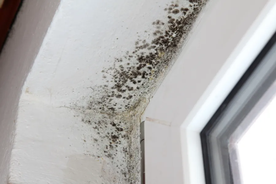 Mold Restoration