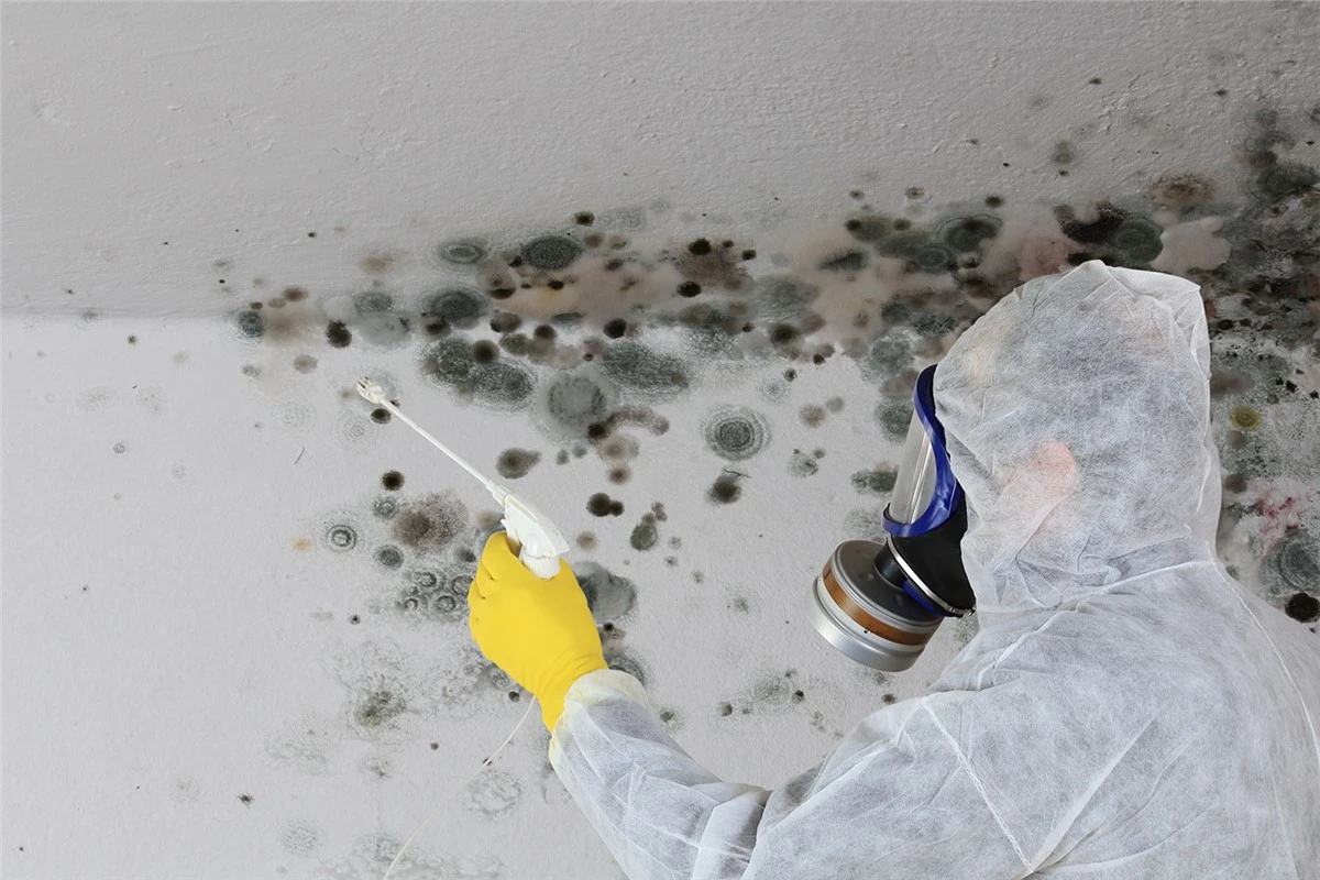 Mold Water Remediation Nj